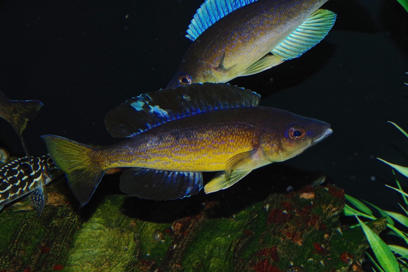 Cyprichromis microlepidotus 'Milima Island'